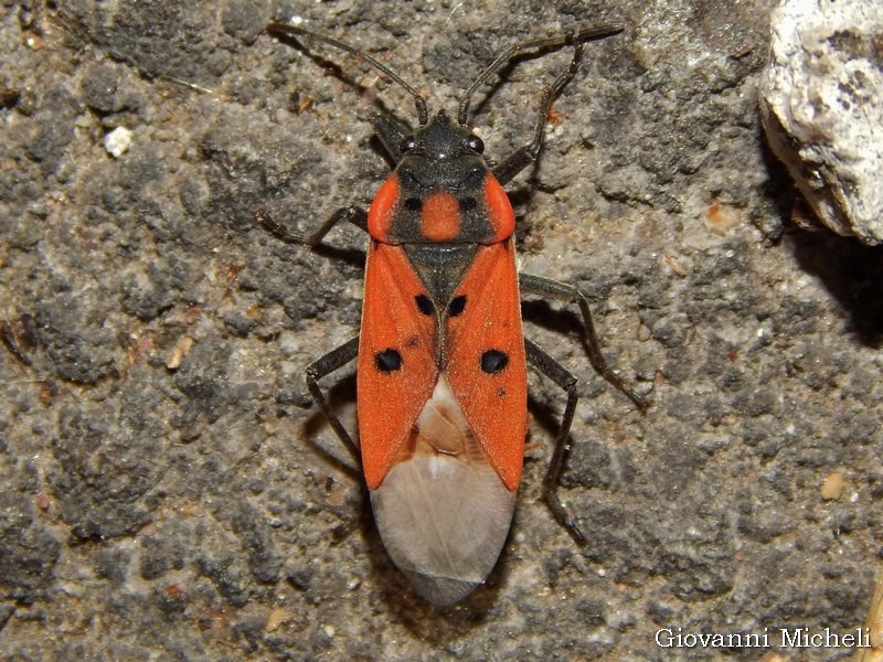 Lygaeidae: Lygaeus creticus